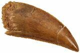 Serrated Raptor Tooth - Real Dinosaur Tooth #357970-1
